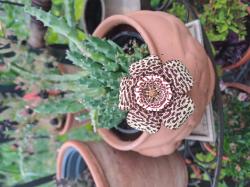 Stapelia mit Blütenknospe für grünchen Stapelia mit Blütenknospe für grünchen