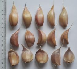 Knoblauch "Germidour"