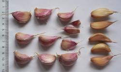 Knoblauch "Harnas" und "Germidour"