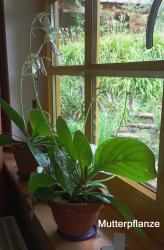 Primulina (Chirita) ‘Sweet Dreams’ Primulina (Chirita) ‘Sweet Dreams’