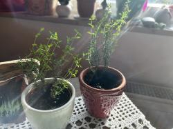 2 gut bewurzelte Thymian-Jungpflanzen