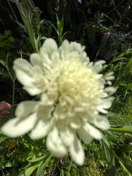 Winterharte gelbe Scabiose