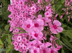 Phlox
