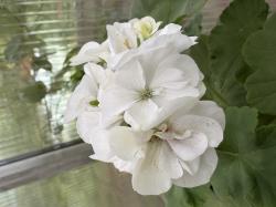 Prins Nicolai Pelargonie Prins Nicolai Pelargonie