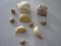 Elefantenknoblauch, Zehen, Brutzwiebeln Elefantenknoblauch, Zehen, Brutzwiebeln