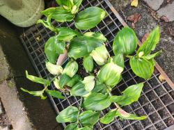 Tradescantia "Blusing Bride"