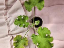 Duft Pelargonie "fruchig"