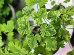 Duft Pelargonie "Creamy Nutmeg"