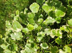 Wassernabel Variegata