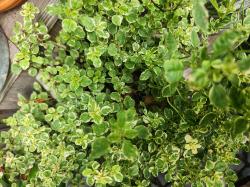 Oregano Variegata