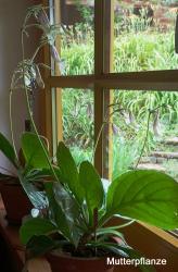 Primulina (Chirita) ‘Sweet Dreams’ Primulina (Chirita) ‘Sweet Dreams’