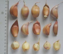 Knoblauch "Germidour" und "Thermidrome" Knoblauch "Germidour" und "Thermidrome"