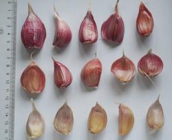 Knoblauch "Cuban Purple" und Germidour"