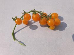 peruanische orange Wildtomate