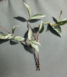 Jasmin étoilé Variegata 3triebig  *Rarität*
