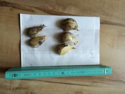 Elefantenknoblauch - kleinere Zehen Elefantenknoblauch - kleinere Zehen