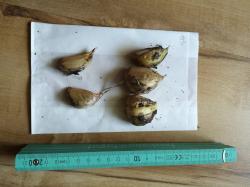 Elefantenknoblauch - kleinere Zehen Elefantenknoblauch - kleinere Zehen