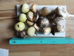 Elefantenknoblauch - kleinere Zehen Elefantenknoblauch - kleinere Zehen