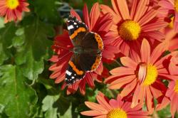 Hohe Herbstchrysantheme