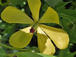 Stachelmohn