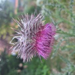 Nickende Distel Nickende Distel