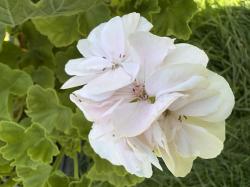 Karna Pelargonie