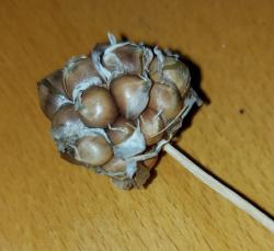 Rockenbolle/Rocambole/Schlangenknoblauch Rockenbolle/Rocambole/Schlangenknoblauch