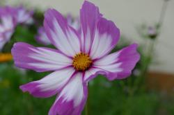 Cosmea Cosmea
