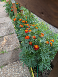 Tagetes Bolero Tagetes Bolero