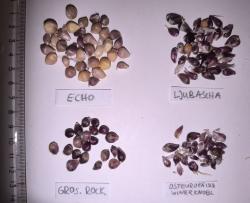 Knoblauch >100 Bubillen
