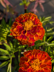 Tagetes Bolero Tagetes Bolero