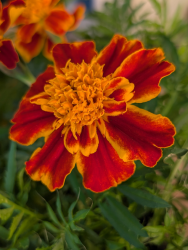 Tagetes Bolero Tagetes Bolero