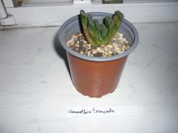 Sukkulente - Haworthia truncata Sukkulente - Haworthia truncata