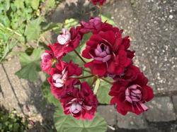 Pelargonie