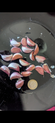 Ljubascha Knoblauch 