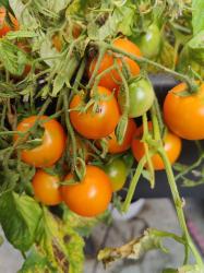 Balkontomate "Ida Gold"