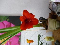 1 x Knolle Amaryllis - RED LION -