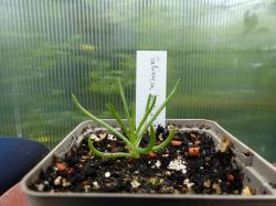 Sämling von Talinum teretifolium