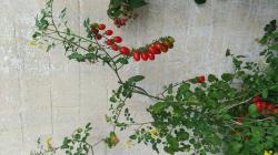 20 Tomatensamen