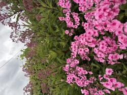 Phlox Phlox