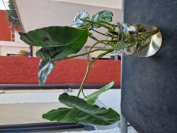 Philodendron Burle Marx