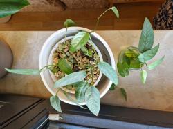 Efeutute 'Cebu Blue'