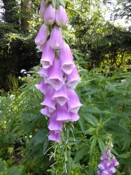 Roter Fingerhut digitalis Purpurea Bienen Hummeln
