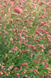 Wiesenknopf Sanguisorba Pink elephant hoch 