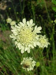 Scabiosa ochroleuca – Gelbe Skabiose