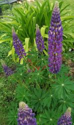 Blaue Lupine