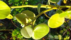 Peperomia peltata 