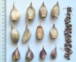 Knoblauch "Germidour", "Russian Red", "Echo"