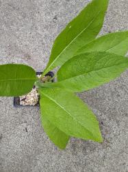 Hoher Alant Echter Alant inula heleium Bienenpfllanze
