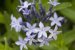 Amsonia Amsonie selten Trockenbeet pflegeleicht Staude Amsonia Amsonie selten Trockenbeet pflegeleicht Staude